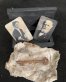 Unsinkable Spirit and Box (Haunted Key) By Workshop Thirteen
